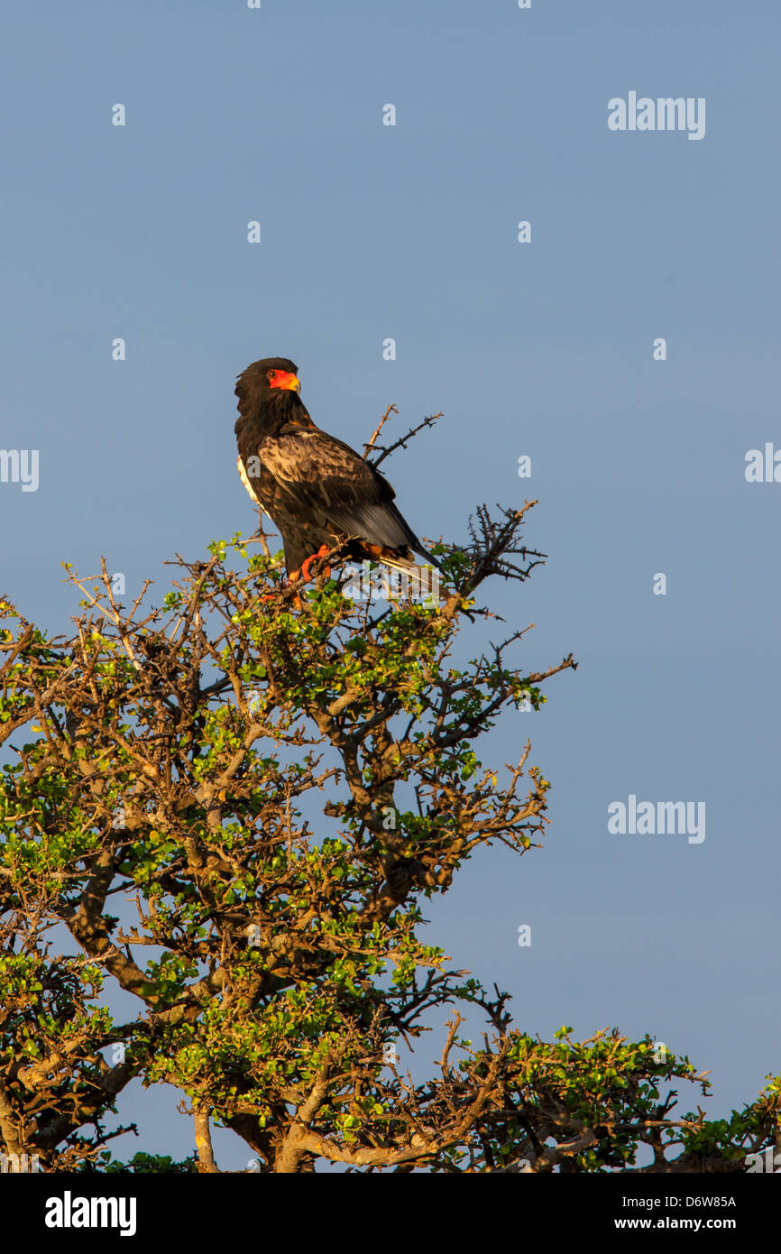 Bateleur Adler thront auf Baum Stockfoto