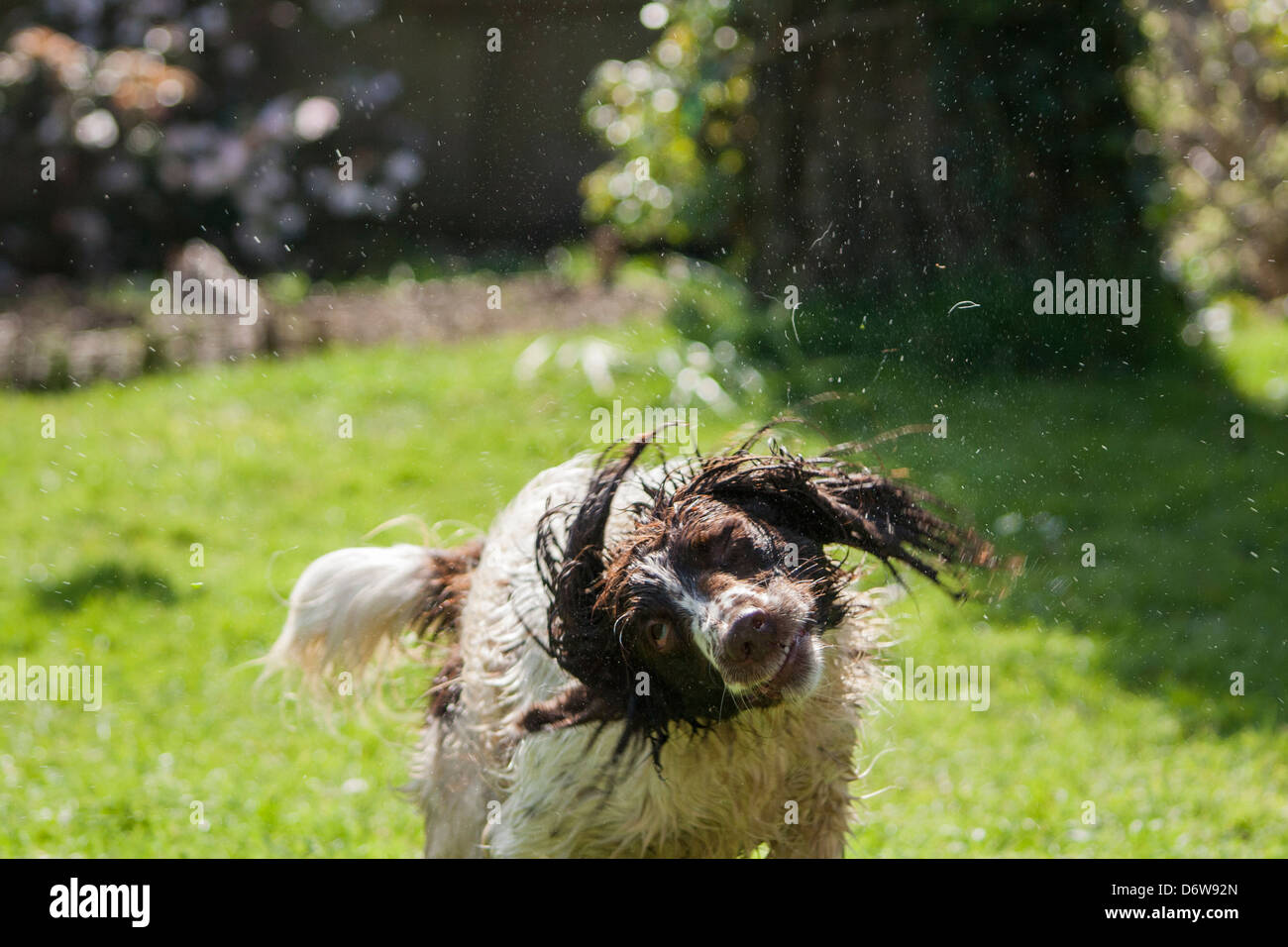 Ein Hund schütteln in einem Garten Stockfoto