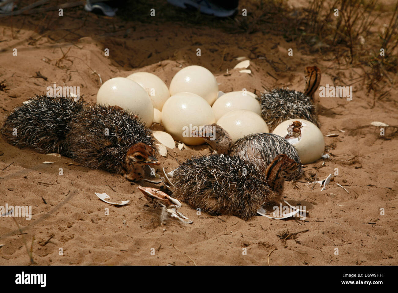 Strauß Jungtiere und Eiern noch um zu brechen auf einem einzigartigen game Reserve an der Westküste Südafrikas mit Blick auf den Atlantik Stockfoto