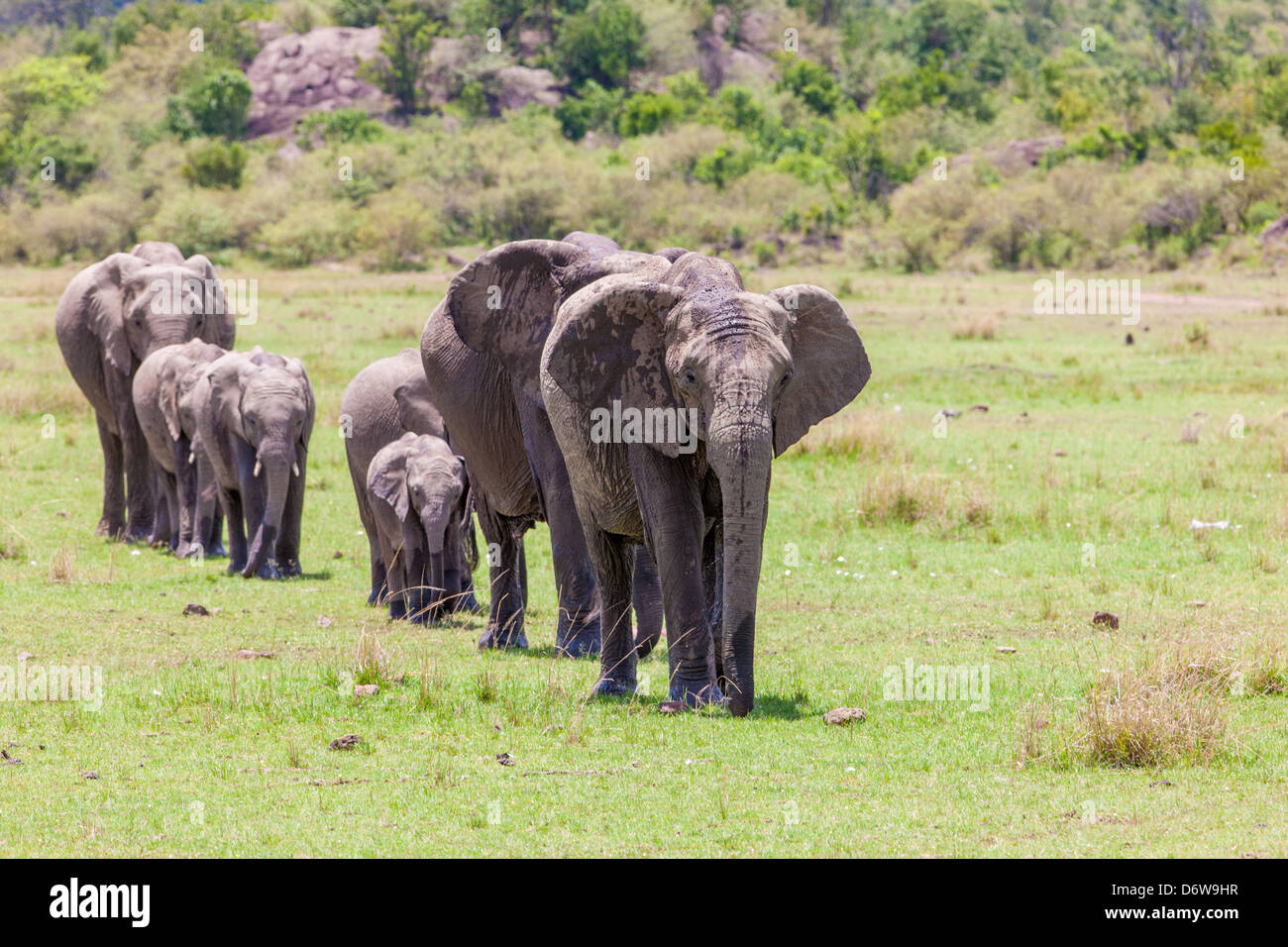 Elefantenherde mit jungen Kalb unterwegs Stockfoto