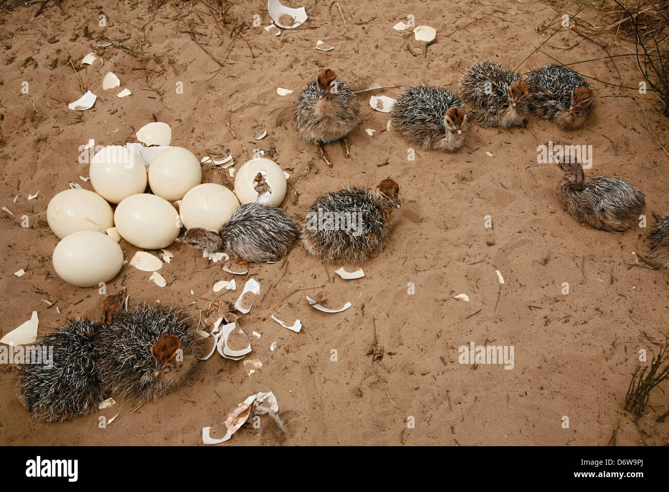Strauß Jungtiere und Eiern noch um zu brechen auf einem einzigartigen game Reserve an der Westküste Südafrikas mit Blick auf den Atlantik Stockfoto