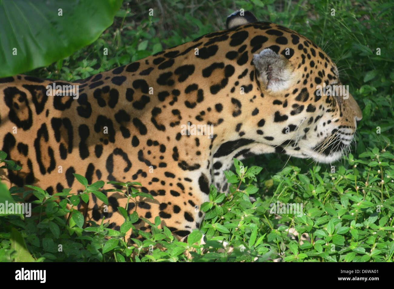 Jaguar am Ufer eines Flusses im Amazonas-Regenwald. Stockfoto