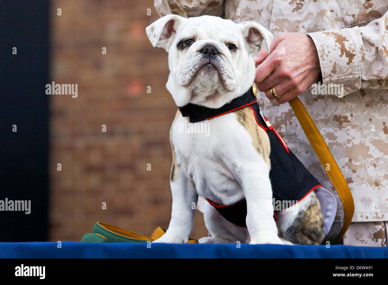 Das eingehende Marinekorps-Maskottchen Private First Class Chesty XIV sitzt auf einem Tisch während der Adler Globe und Anker Zeremonie 8. April 2013 in Washington, DC. Die englische Bulldogge ist seit den 1950er-Jahren mit jedem benannt zu Ehren von den hochdekorierten späten General Lewis Chesty Puller Chesty die Wahl der Rasse für Marine-Maskottchen. Stockfoto