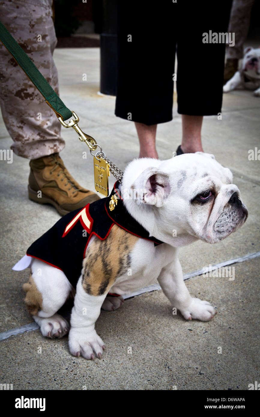 Eingehenden Marinekorps Maskottchen Private First Class Chesty XIV während der Adler Globe und Anker Zeremonie für 8. April 2013 in Washington, DC. Die englische Bulldogge ist seit den 1950er-Jahren mit jedem benannt zu Ehren von den hochdekorierten späten General Lewis Chesty Puller Chesty die Wahl der Rasse für Marine-Maskottchen. Stockfoto