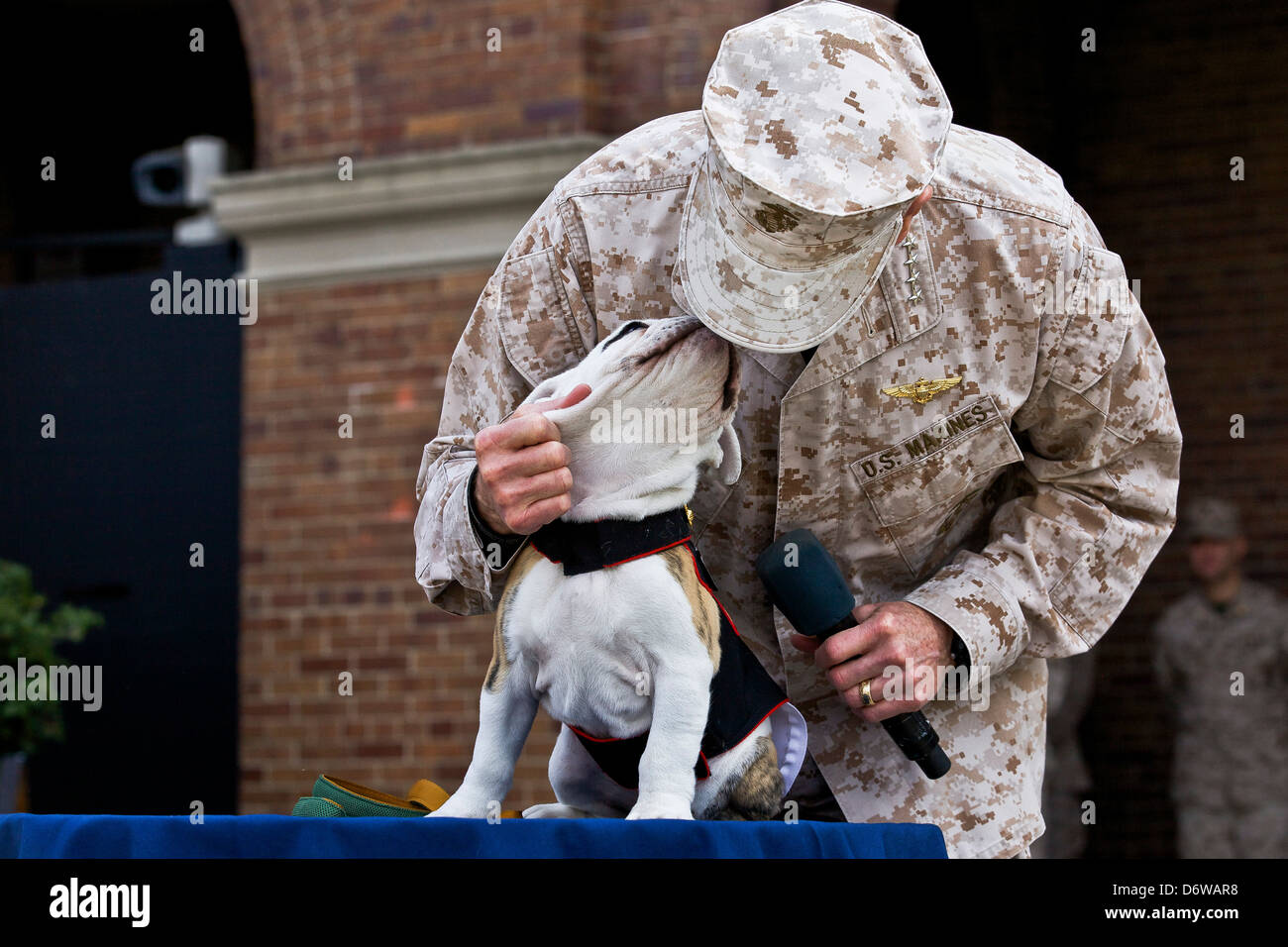Kommandant des uns Marine Corps General James F. Amos Haustiere eingehende Marinekorps Maskottchen Private First Class Chesty XIV während der Adler Globe und Anker Zeremonie für 8. April 2013 in Washington, DC. Die englische Bulldogge ist seit den 1950er-Jahren mit jedem benannt zu Ehren von den hochdekorierten späten General Lewis Chesty Puller Chesty die Wahl der Rasse für Marine-Maskottchen. Stockfoto
