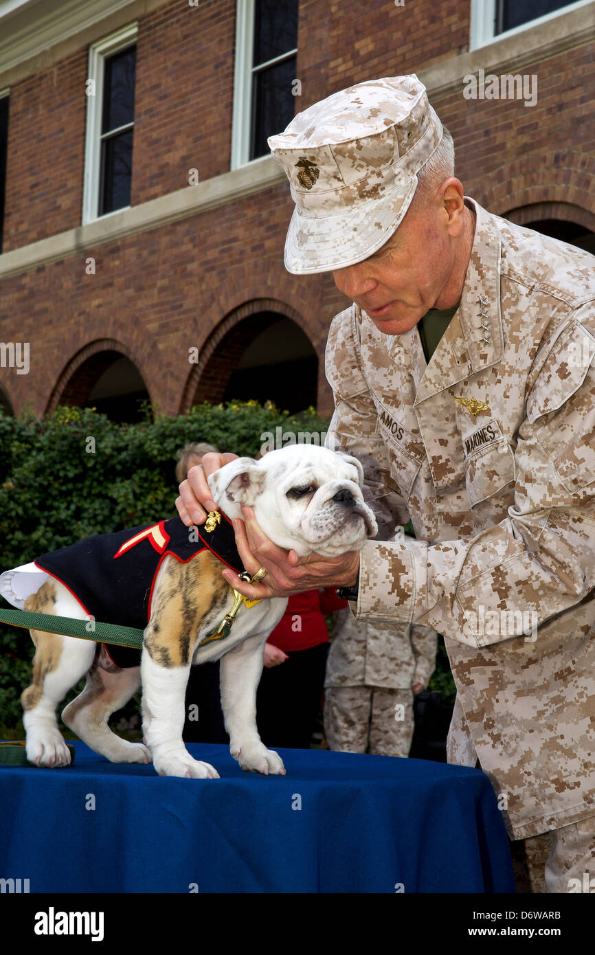 Kommandant des uns Marine Corps General James F. Amos Haustiere eingehende Marinekorps Maskottchen Private First Class Chesty XIV während der Adler Globe und Anker Zeremonie für 8. April 2013 in Washington, DC. Die englische Bulldogge ist seit den 1950er-Jahren mit jedem benannt zu Ehren von den hochdekorierten späten General Lewis Chesty Puller Chesty die Wahl der Rasse für Marine-Maskottchen. Stockfoto