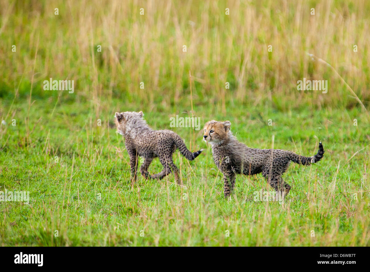 Cheetah Cubs Stockfoto