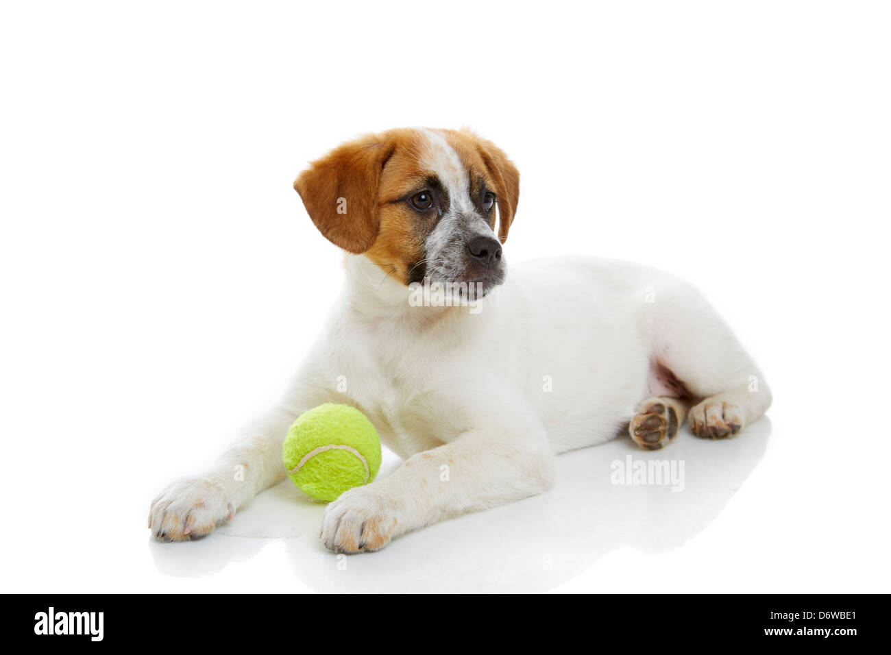 Junger Hund mit grüner Ball Spielzeug vor weißem Hintergrund liegen. Stockfoto