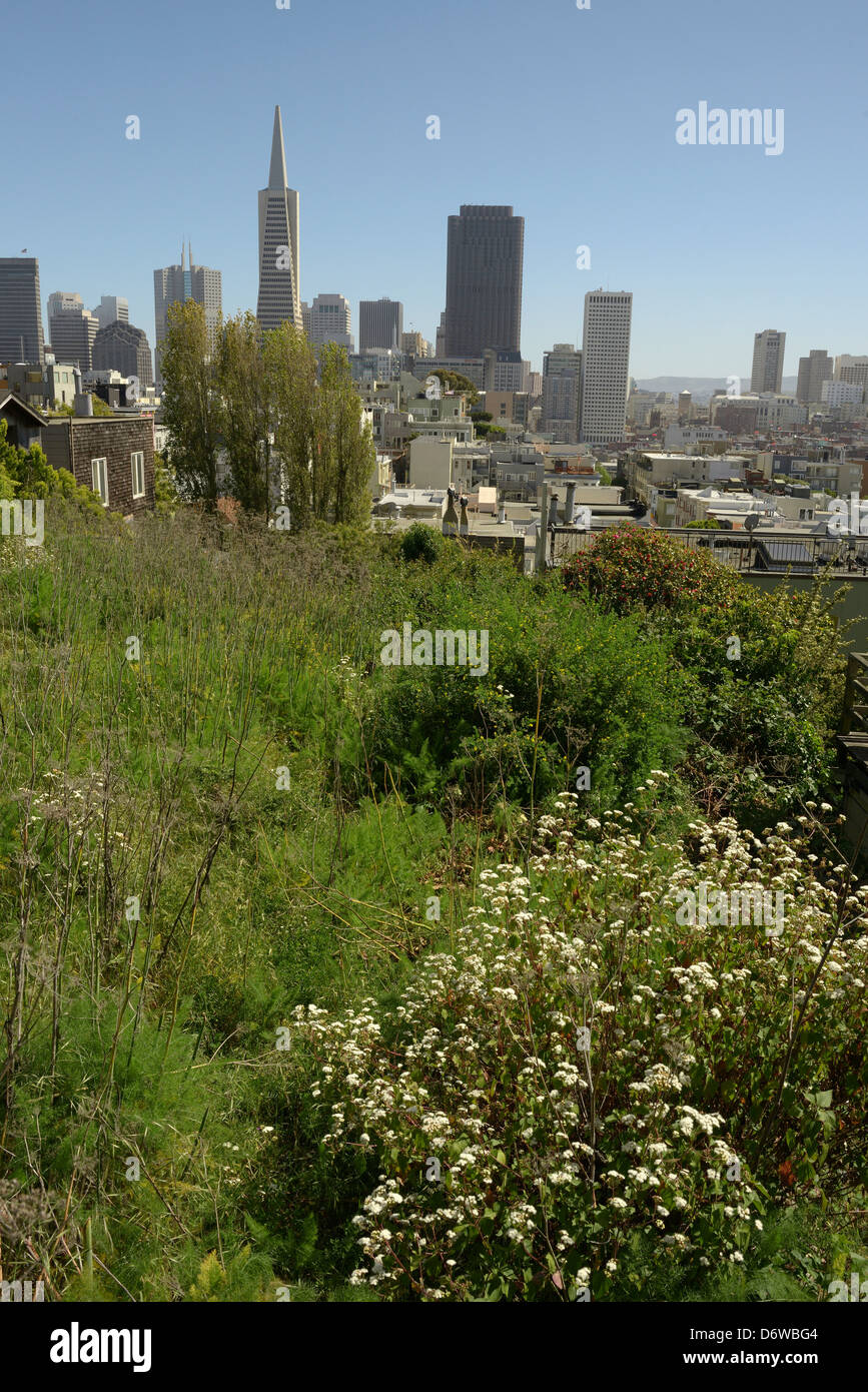 San Francisco von Telegraph hill Stockfoto