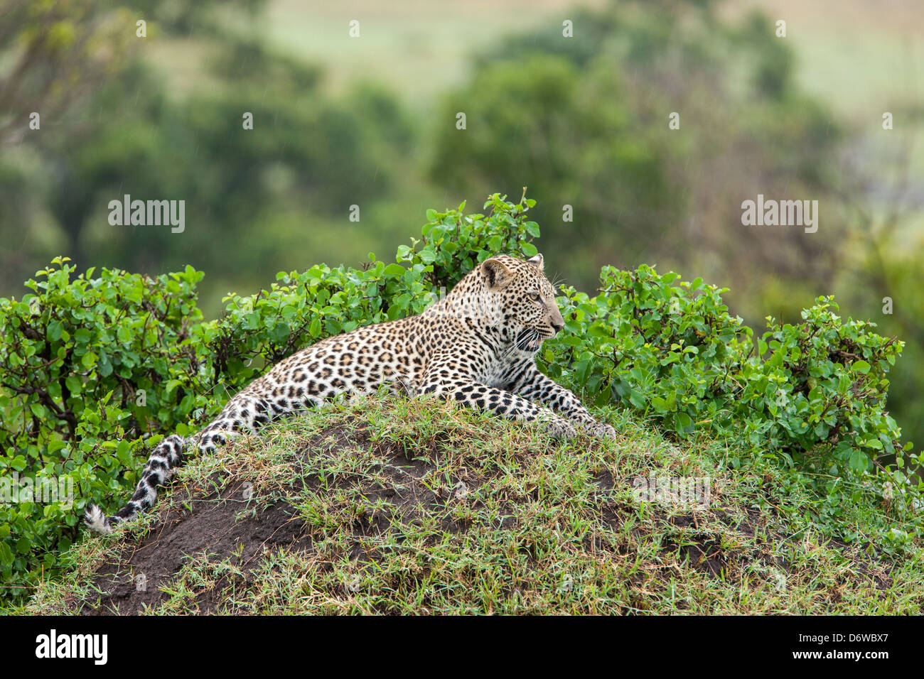 Leoparden in Afrika Stockfoto