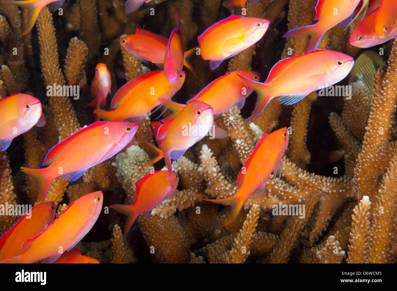 Eine helle orange Schule Anthias schwebt in einem Korallenriff Stockfoto