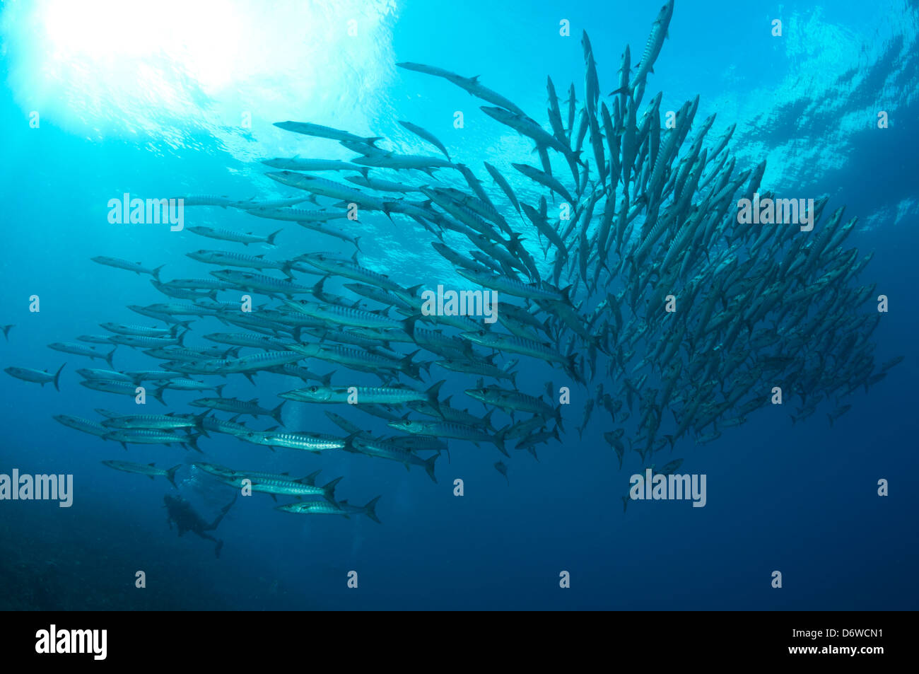 Eine große Schule von Barracuda schwimmen wie eine Taucher blickt auf Stockfoto