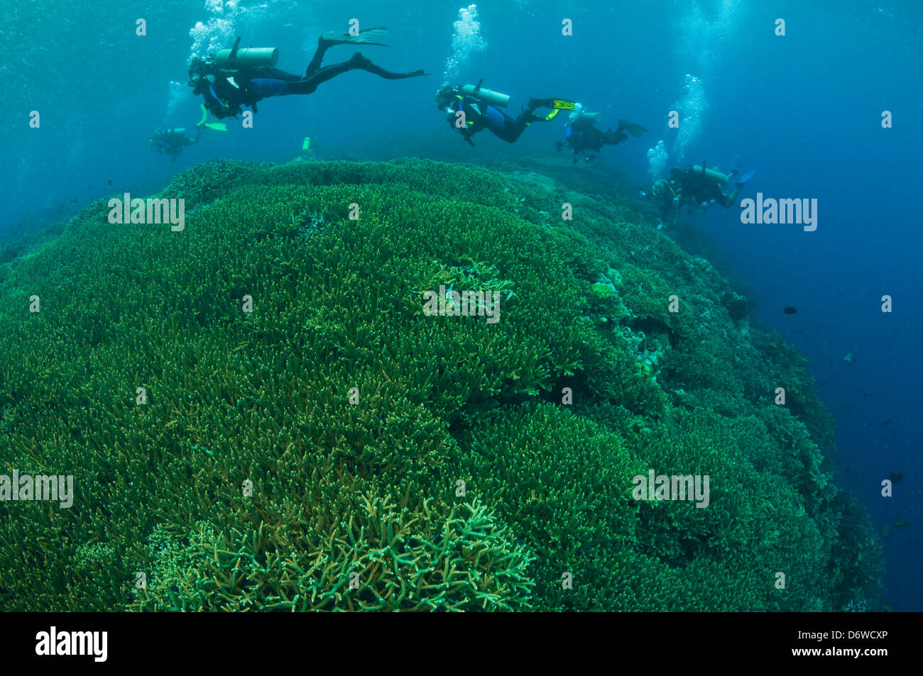 Eine Gruppe von Tauchern schwimmen über eine riesige Flecken von Steinkorallen Stockfoto