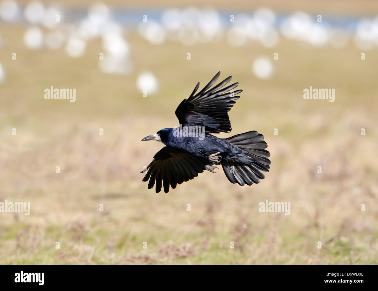 Rook Corvus frugilegus Stockfoto