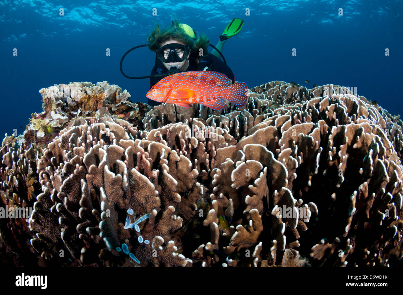 Eine weibliche Taucher schwebt in der Nähe von einem Patch von Steinkorallen, ein helles orange Fische zu sehen Stockfoto
