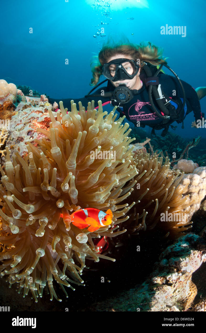 Eine weibliche Taucher schwimmt über dem Riff zu sehen, eine Anemone mit Clownfisch Stockfoto