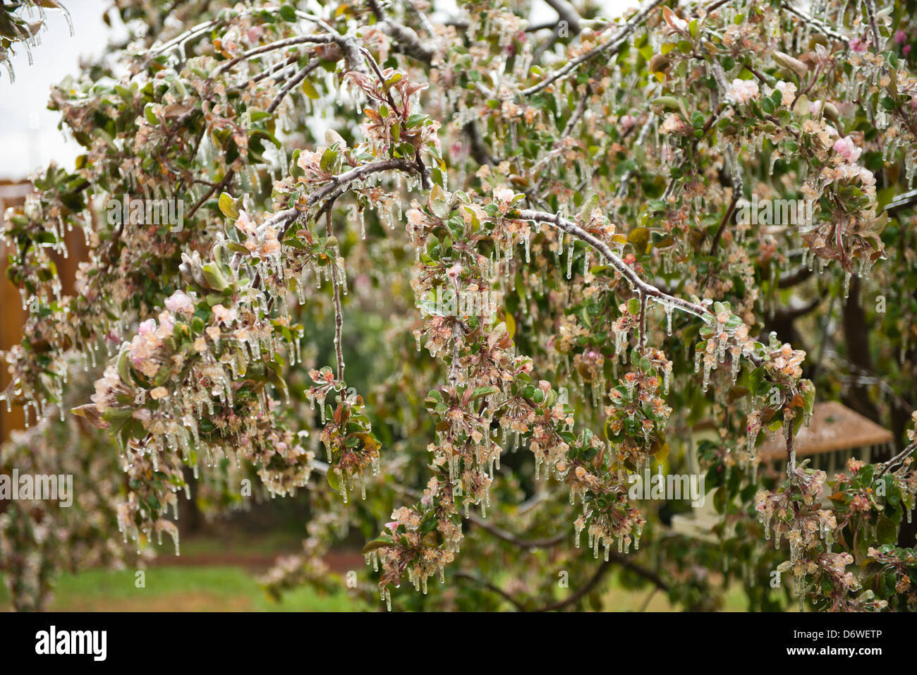 Ein April Ice Storm in Oklahoma Mäntel ein crabapple Tree in der Blüte. USA. Stockfoto