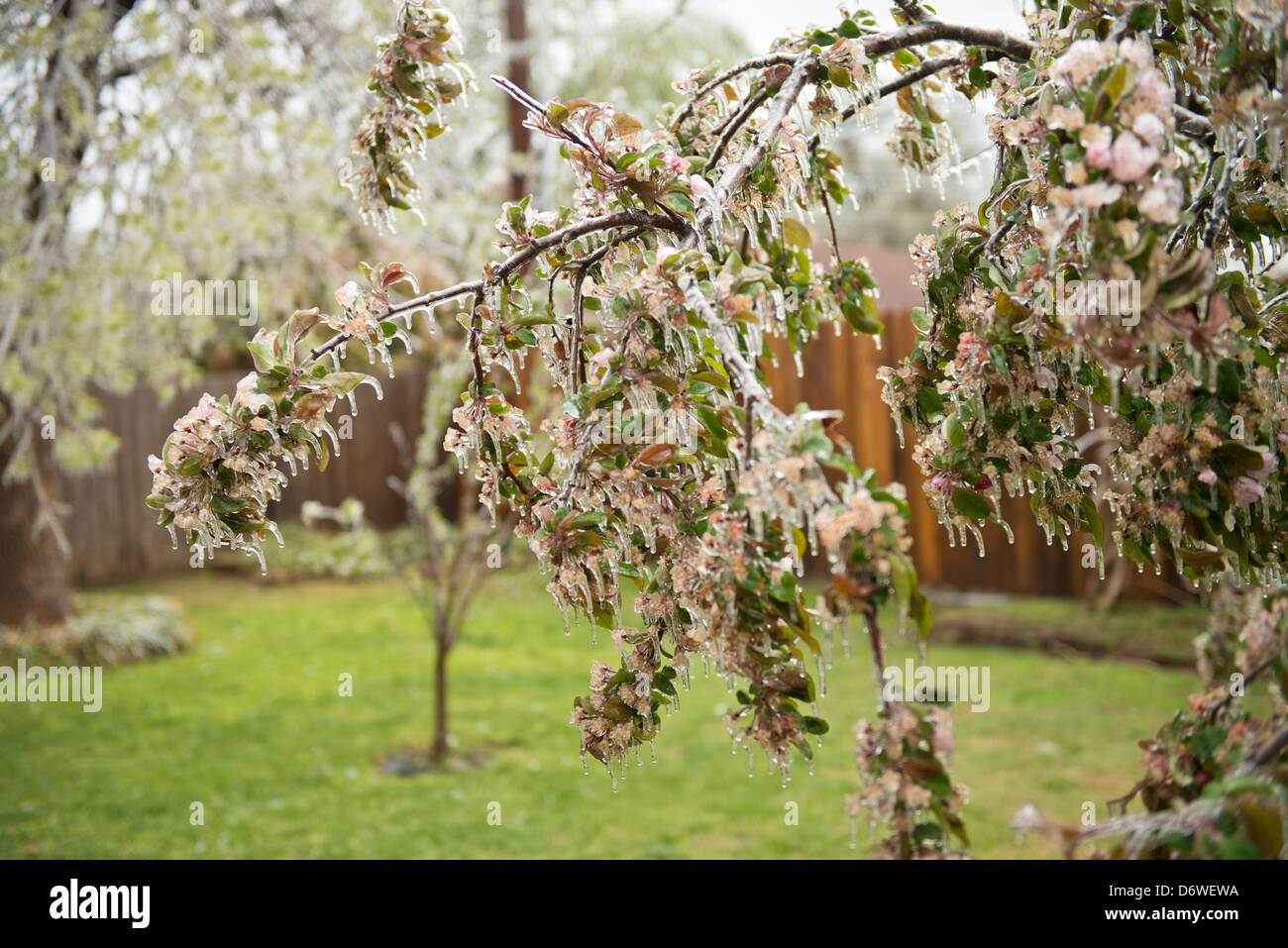 Ein April Ice Storm in Oklahoma Mäntel ein crabapple Tree in der Blüte. Oklahoma, USA. Stockfoto