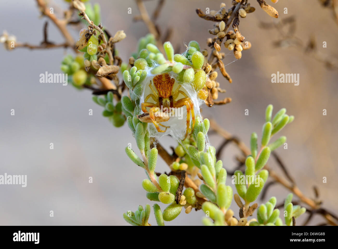 Eine Spinne Bauten ein Nest in Wüstenpflanze. Death Valley Nationalpark, Kalifornien, USA. Stockfoto