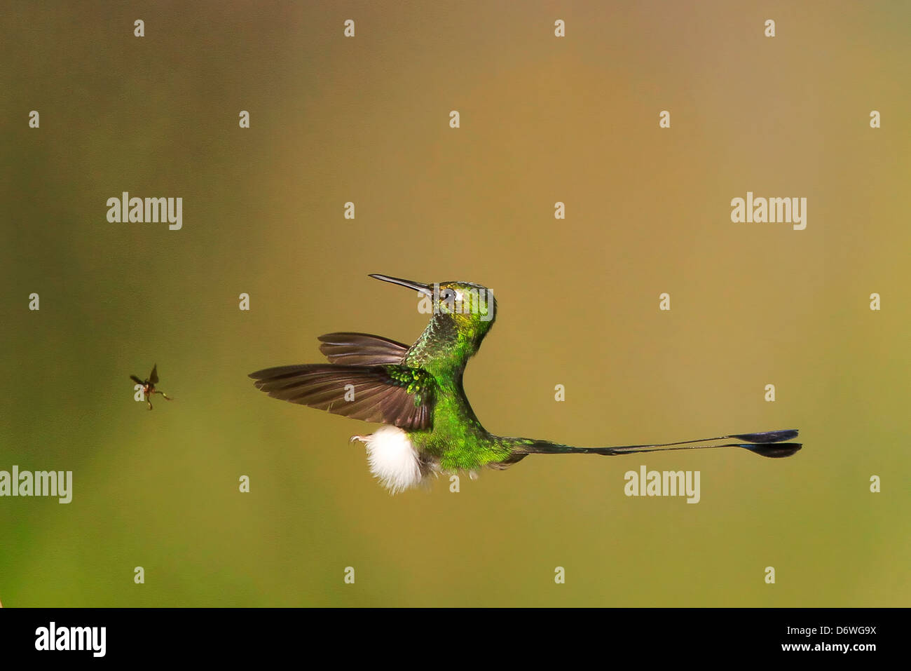 Männliche gebootet Schläger-Tail Kolibri (Grundfarbe Underwoodii) während des Fluges mit Wespe durch Mark J Thomas Stockfoto