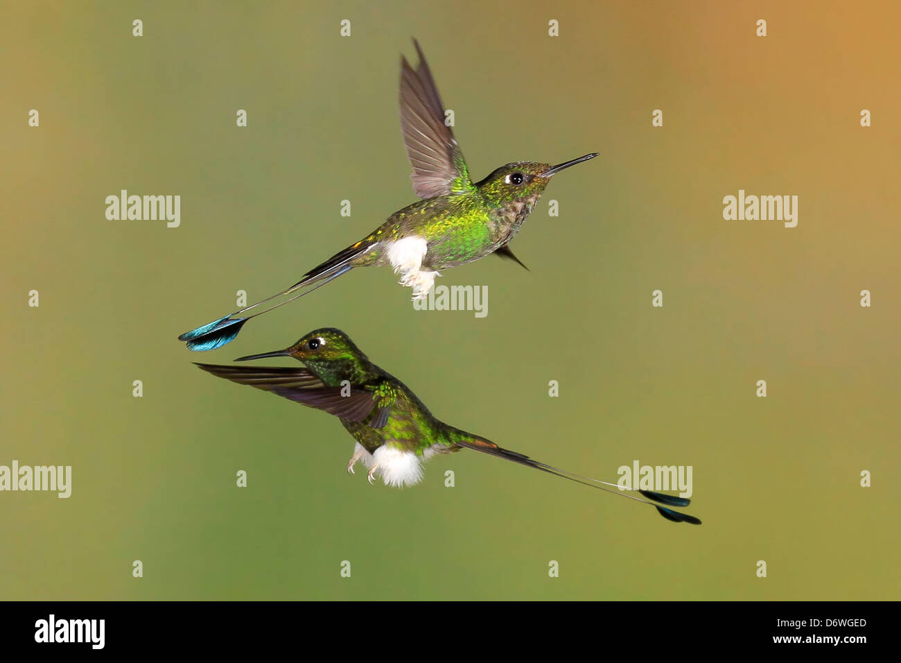 Männliche gebootet Schläger-Tail Kolibri (Grundfarbe Underwoodii) im Flug von Mark J Thomas Stockfoto