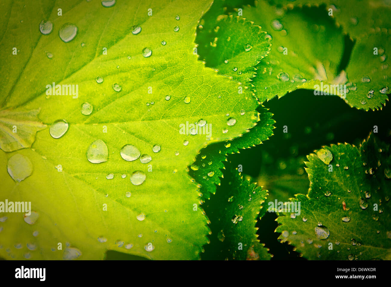 Grünes Blatt mit Wassertropfen. Stockfoto
