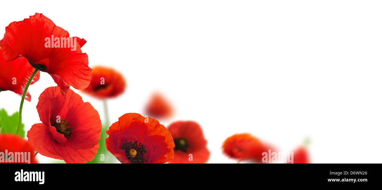 Rote Mohnblumen auf einem weißen Hintergrund. Grenze florales Design für einen Winkel von der Seite. Nahaufnahme der Blüten mit Schärfe und Unschärfe effektiv Stockfoto