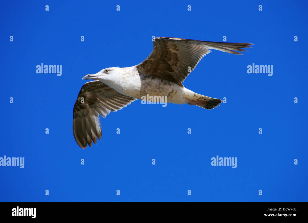 Möwe Im Flug - Möwe fliegen 05 Stockfoto