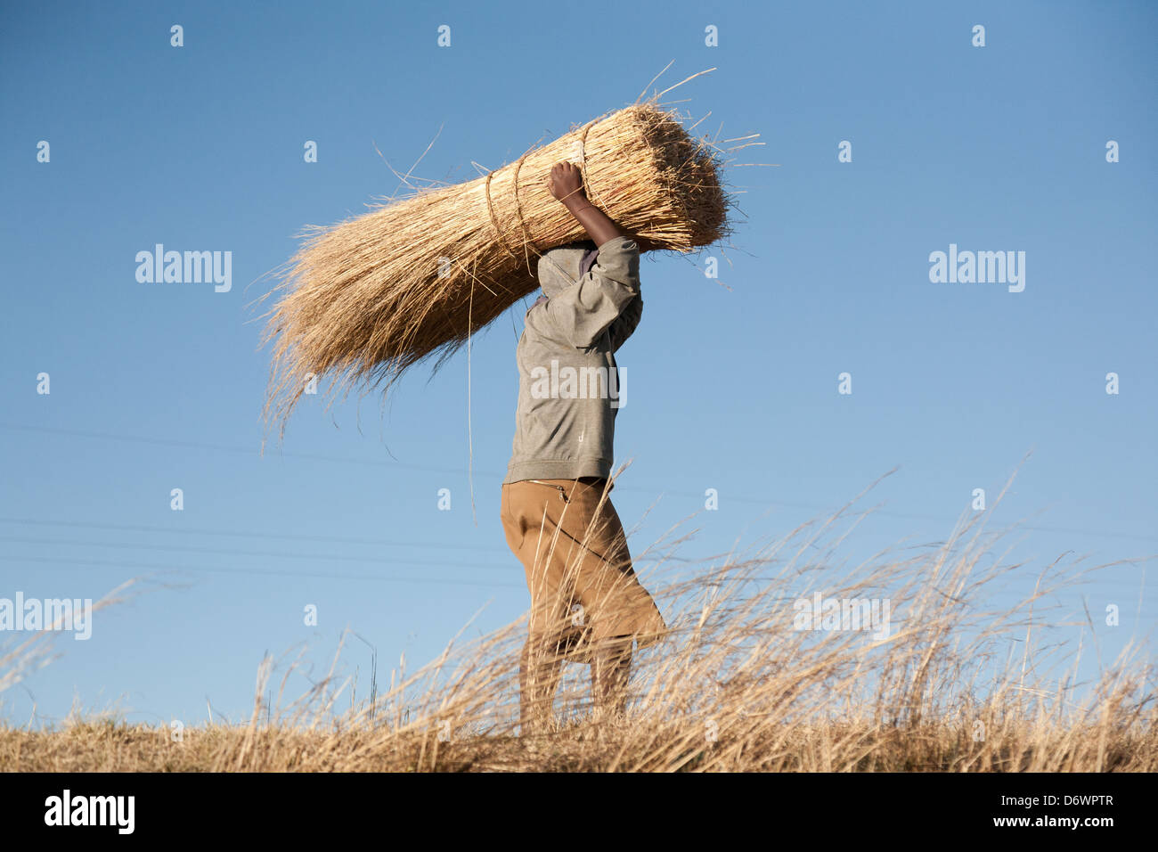 Afrikanische Frau, die Bündel von Schnittgut auf dem Kopf durch das Feld Stockfoto