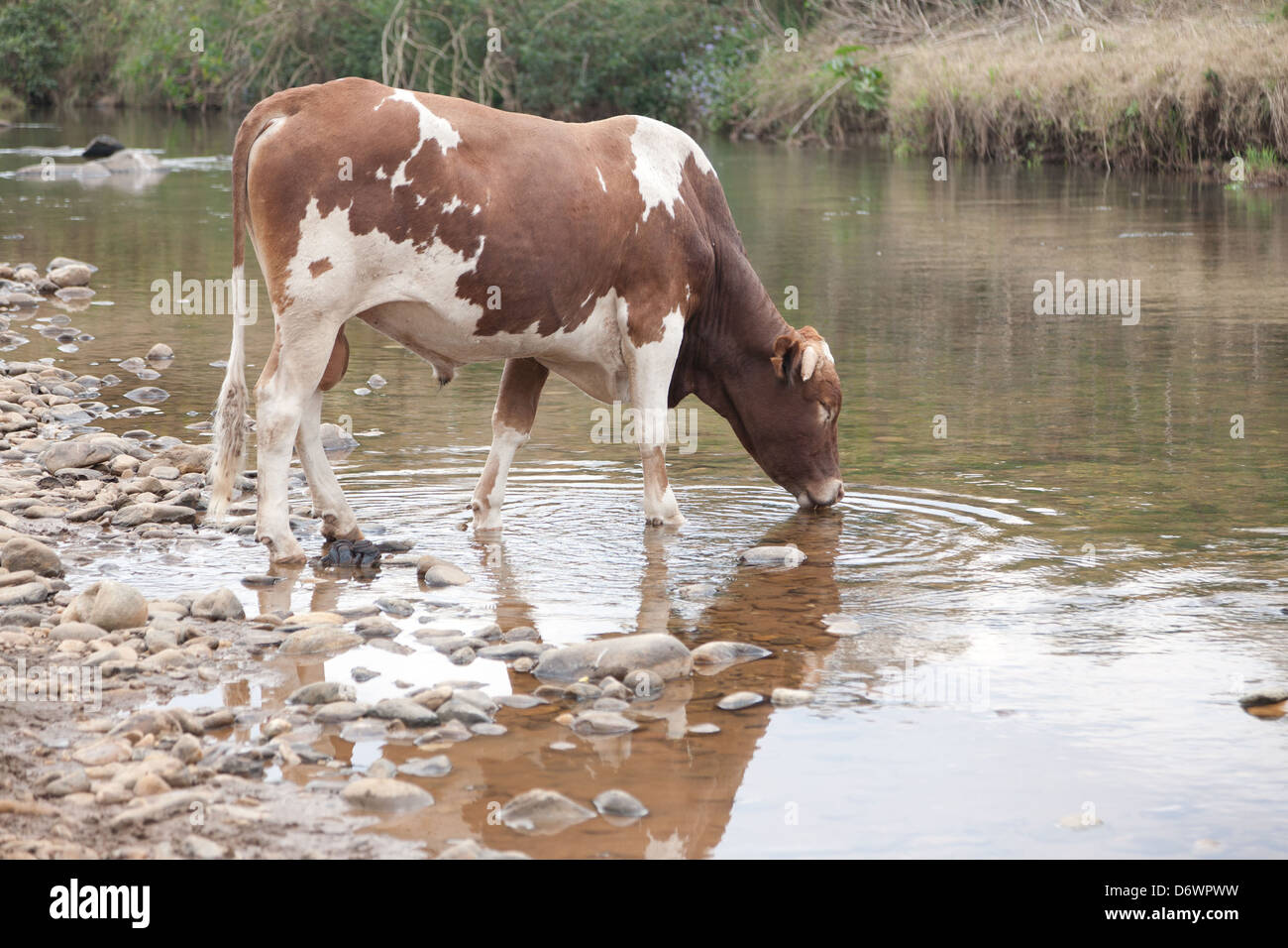 Porträt einer Kuh-Trinkwasser Stockfoto