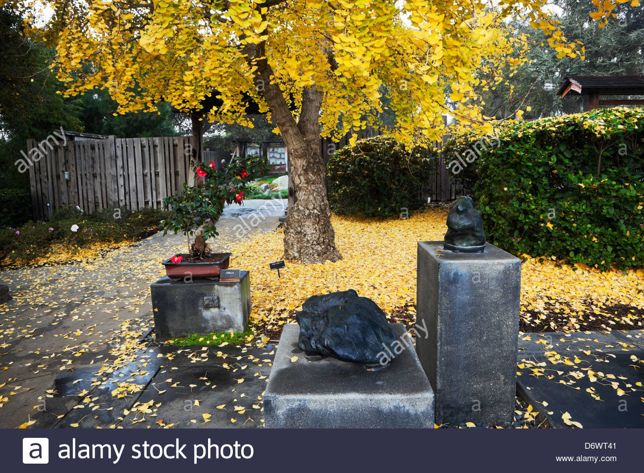 Japanischer Garten Los Angeles ginkgo biloba baum herbstfarben im japanischen garten an Japanischer Garten Los Angeles ginkgo biloba baum herbstfarben im japanischen garten an