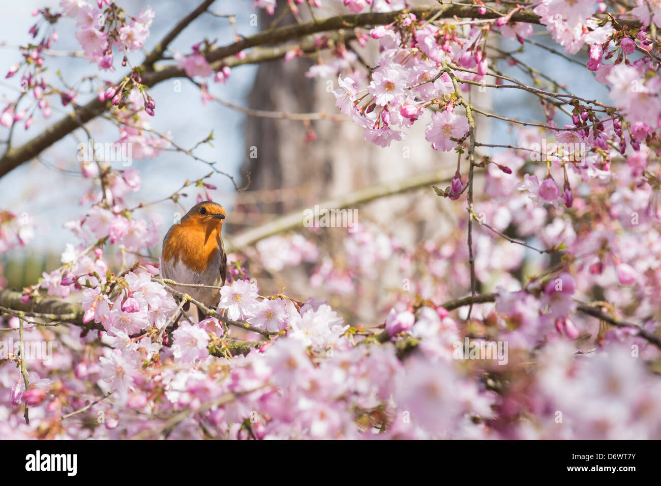 Erithacus Rubecula. Robin sitzen unter Kirsche Baum Blüte in einen englischen Garten Stockfoto