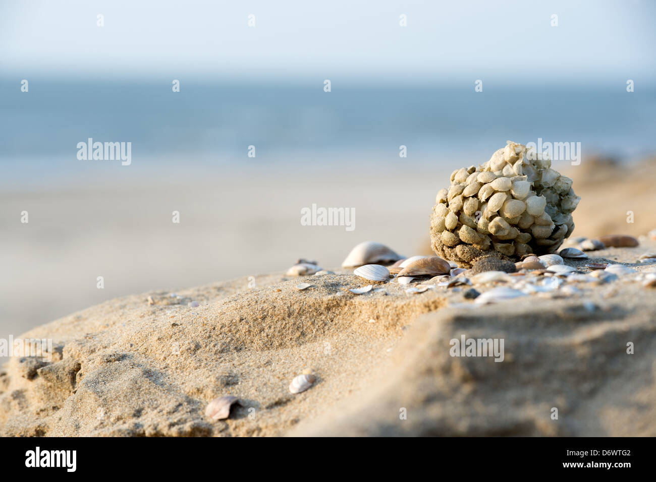 Ball-Eiern der gemeinsamen Wellhornschnecke shell Stockfoto