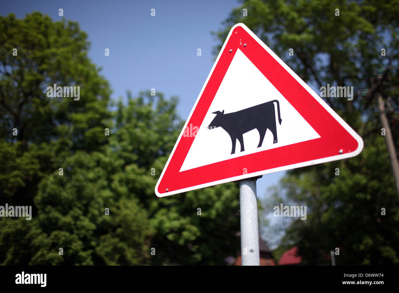 Huje, Deutschland, Vorsicht Schild am Straßenrand Rinder Stockfoto