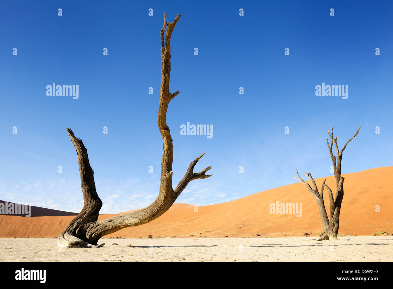 Zwei tote Bäume am Sossusvlei Stockfoto