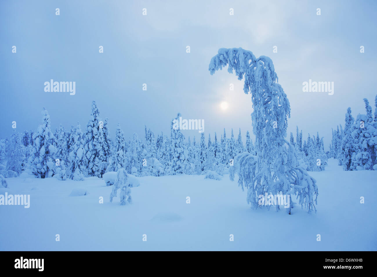 Zauberhafte Winterlandschaft Lapplands Stockfoto