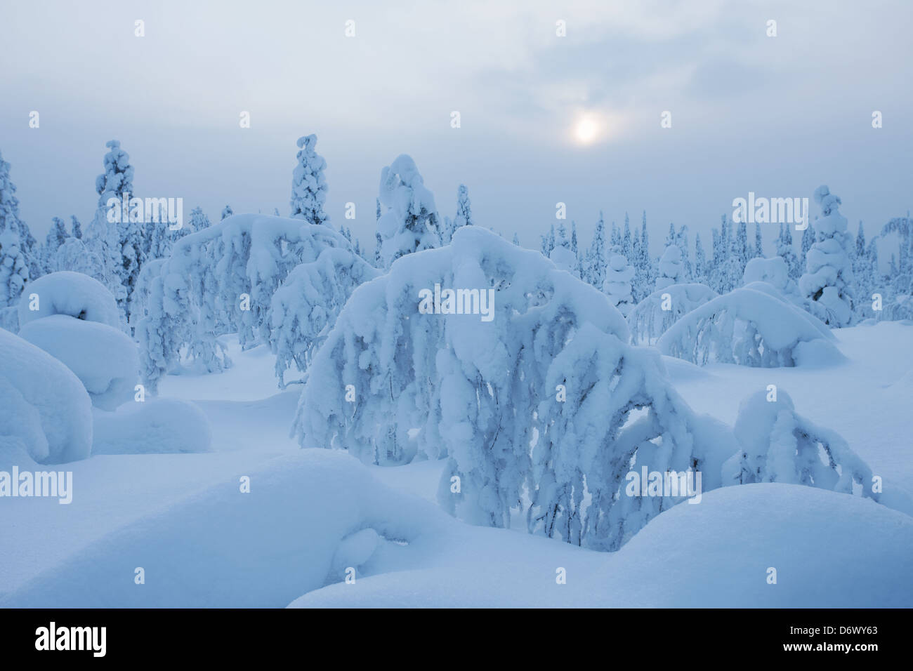 Winterwald der nordischen mit viel Schnee auf den Bäumen Stockfoto