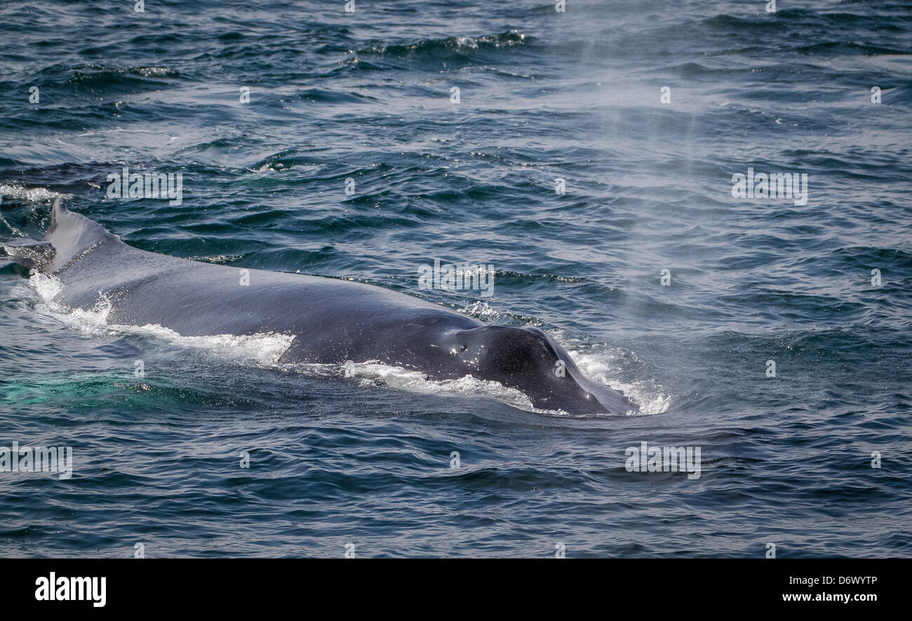 Whale Watching vor der Ostküste der USA Stockfoto