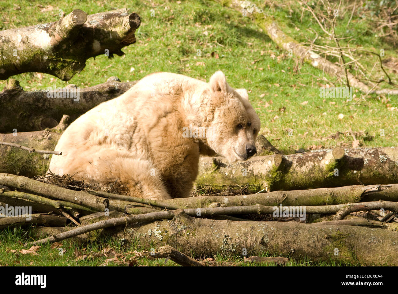 Bär Stockfoto