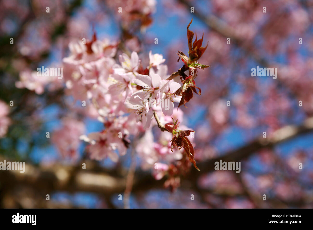 Blossom Kirschbaum (Prunus Serrulata) im Frühjahr Morgensonne. Stockfoto