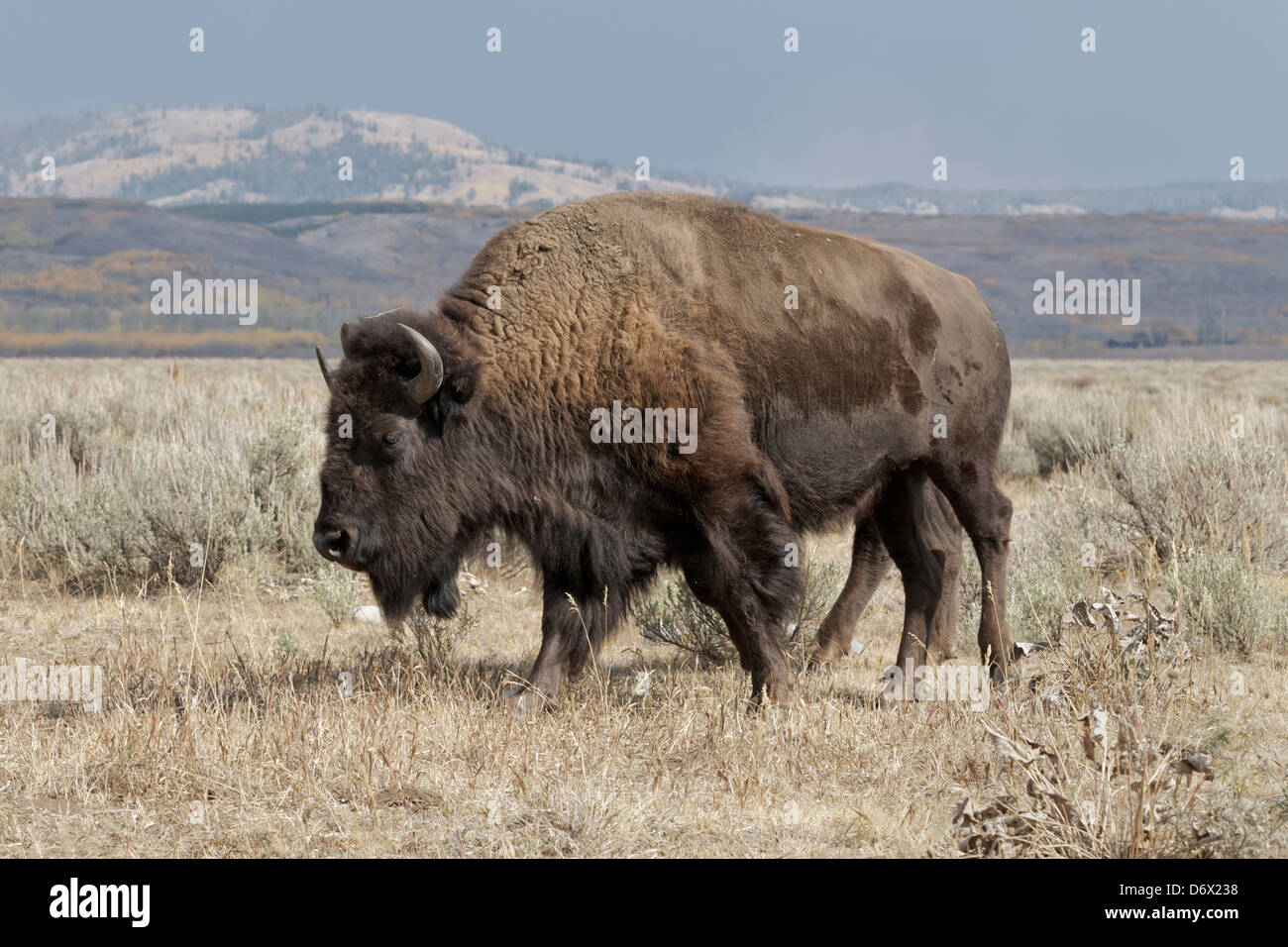 Weibliche Bison & Kalb Stockfoto