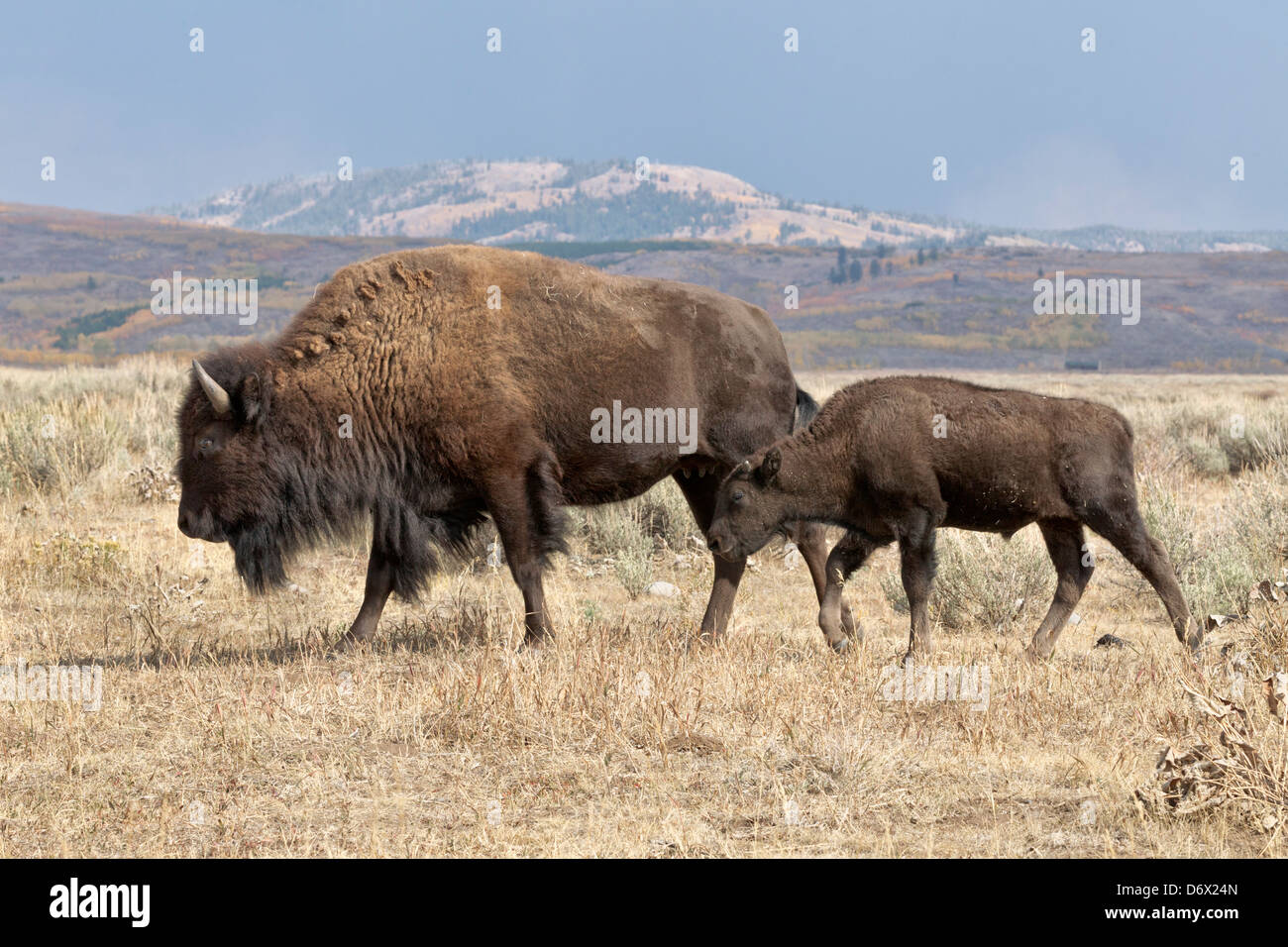 Weibliche Bison & Kalb in Grand Teton Nationalpark Stockfoto