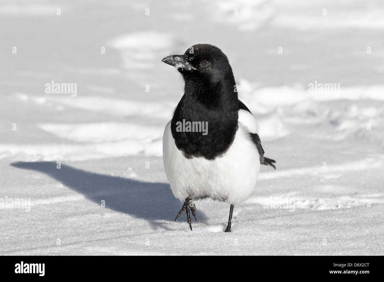 Elster im Schnee Stockfoto