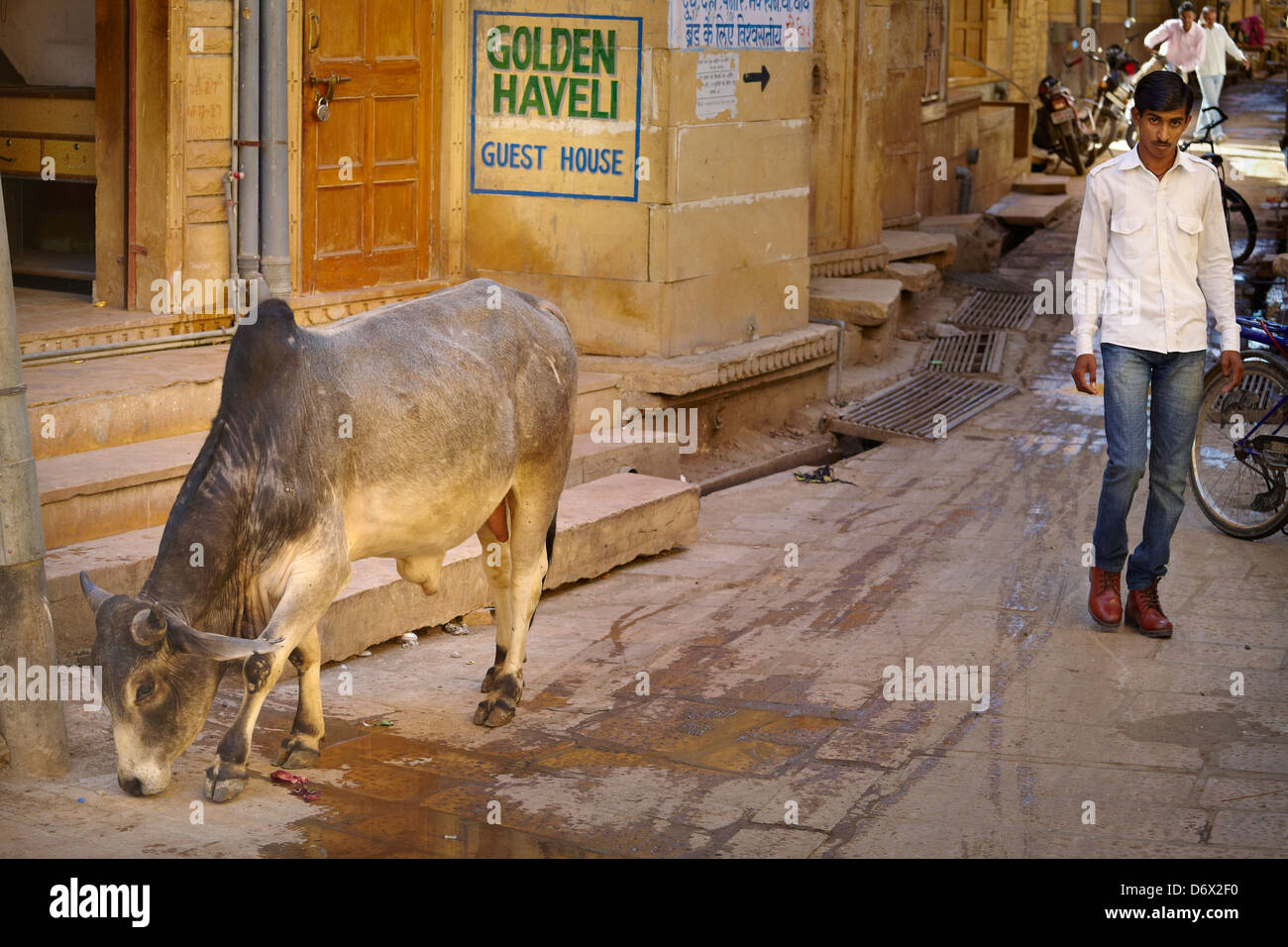 Straßenszene mit Kuh und Indien Mann zu Fuß, Jaisalmer, Rajasthan Zustand, Indien Stockfoto
