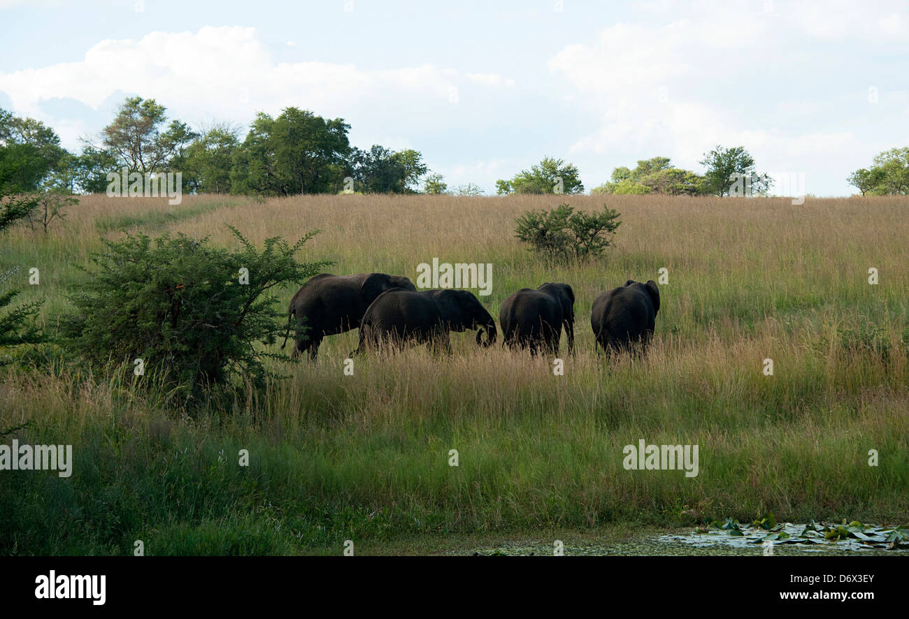 Vier Elefanten zu Fuß im Busch.  Antelope Park, Simbabwe. Stockfoto