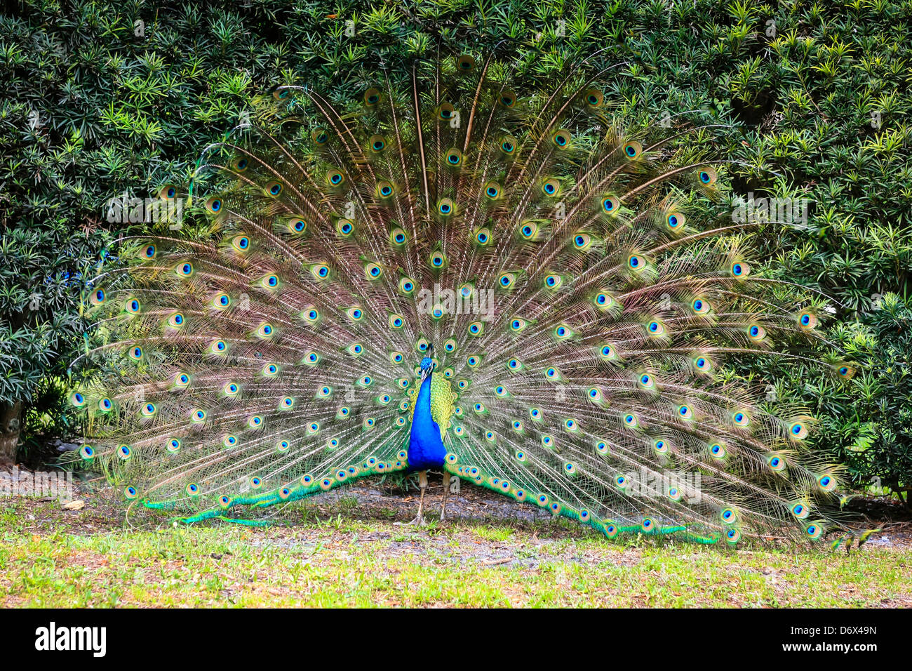 Männlicher Pfau seine Balz-Routine durchführen, während der Frühjahrssaison Stockfoto