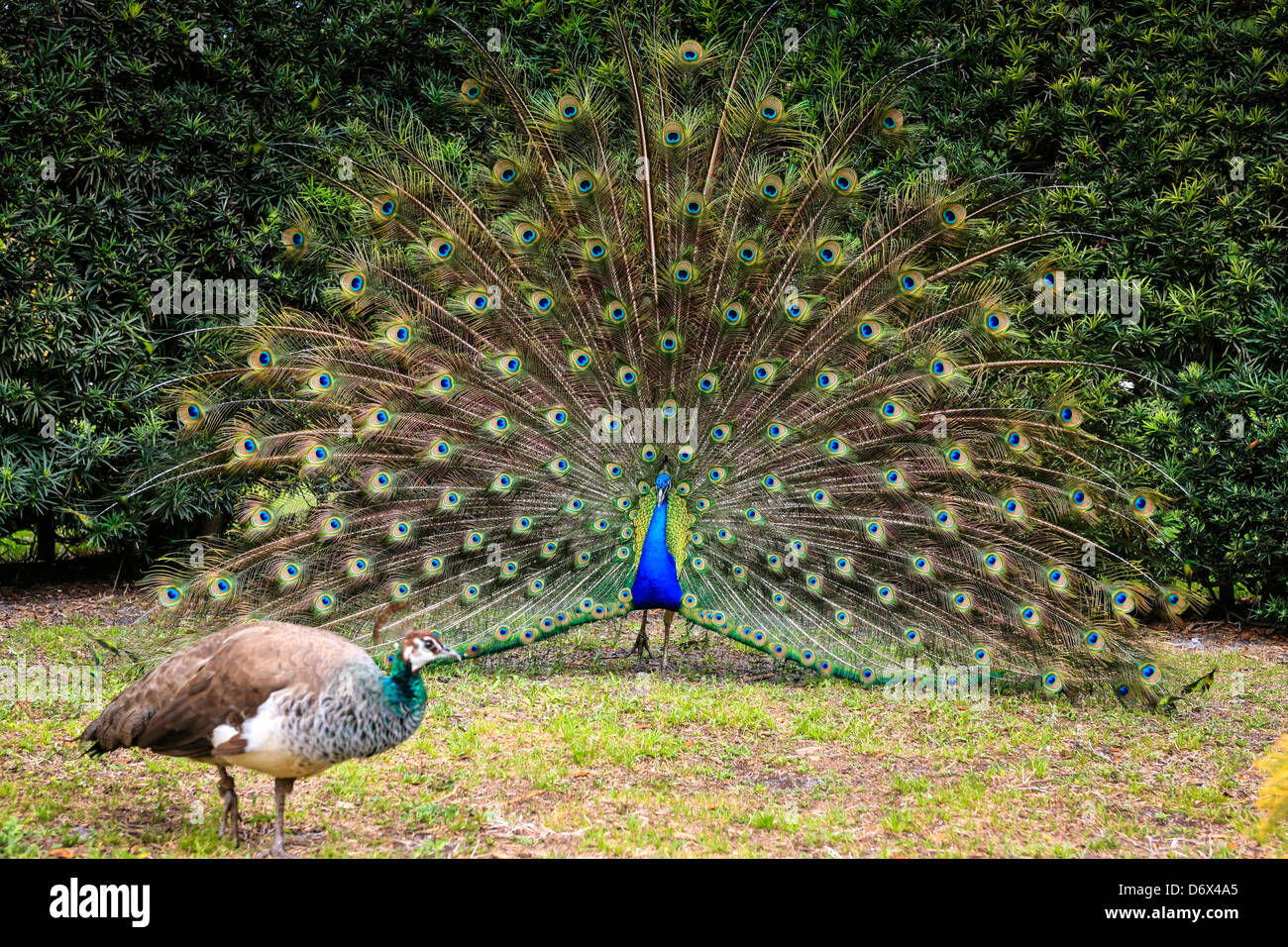 Männlicher Pfau seine Balz-Routine durchführen, während der Frühjahrssaison Stockfoto