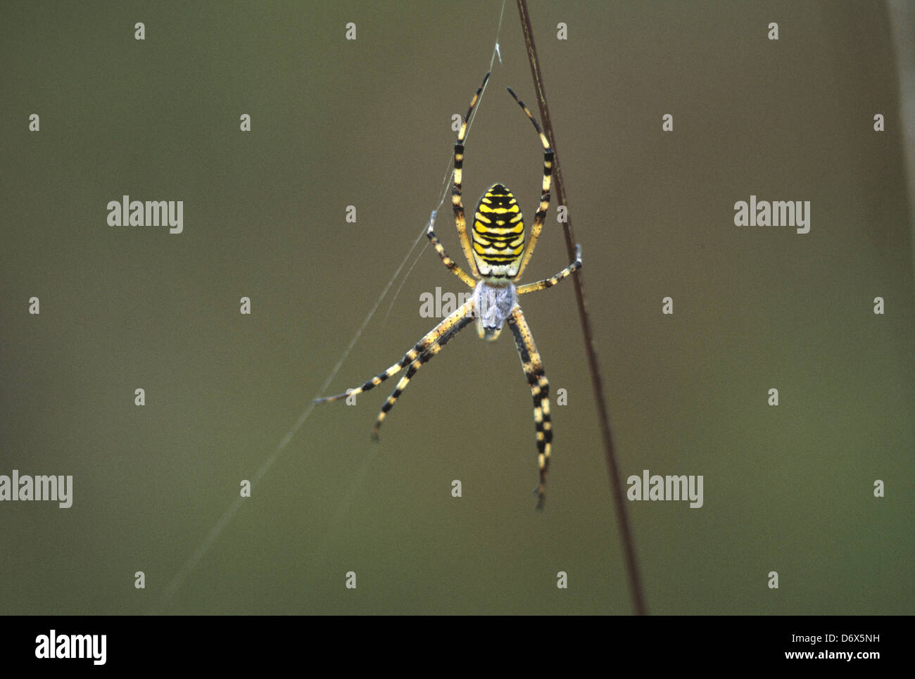 Weibliche Spinne Argiope Bruennichi in Orb Web. Dorset, UK Juli 2008 Stockfoto