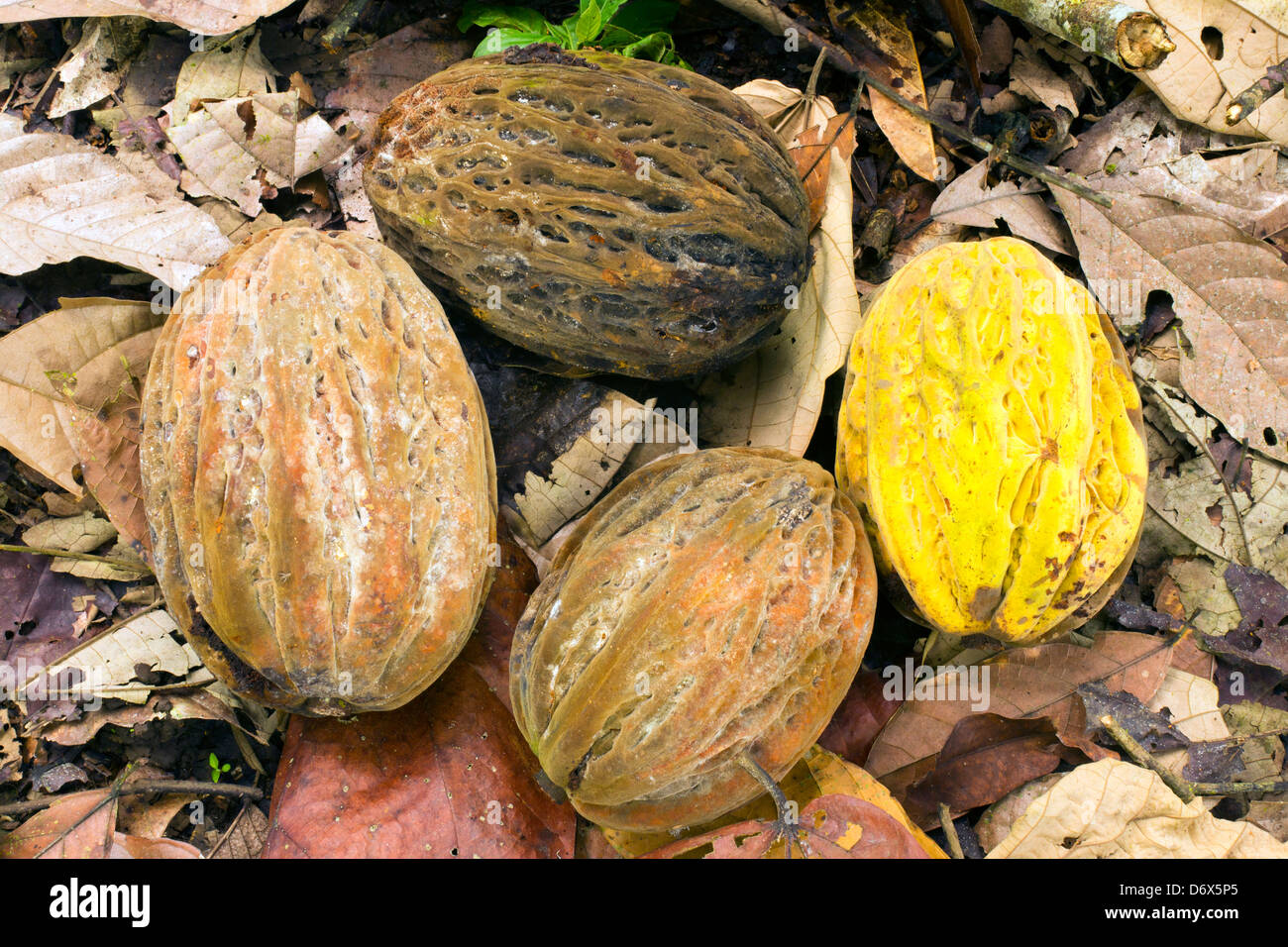 Hülsen von Theobroma bicolor. Eine wilde Kakao nicht kommerziell angebaut, aber von den Azteken verwendet, um Schokolade zu machen Stockfoto