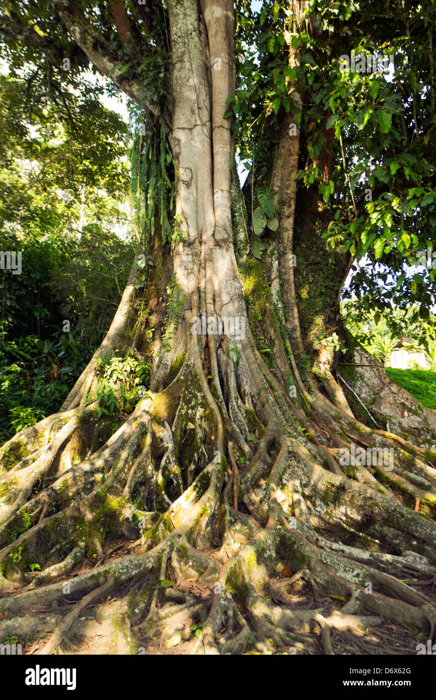 Großer Ficus-Baum im tropischen Regenwald mit Strebepfeiler Wurzeln, Ecuador Stockfoto